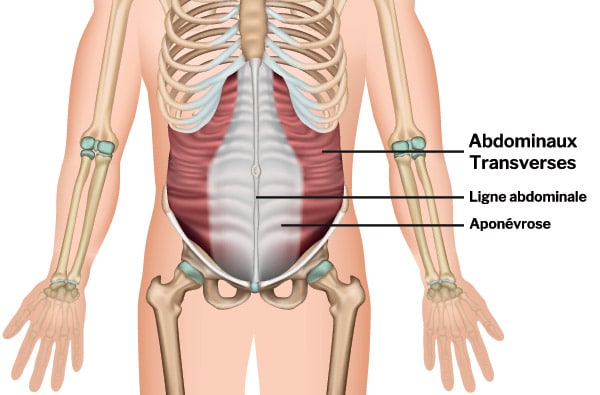 muscle abdominaux transverses