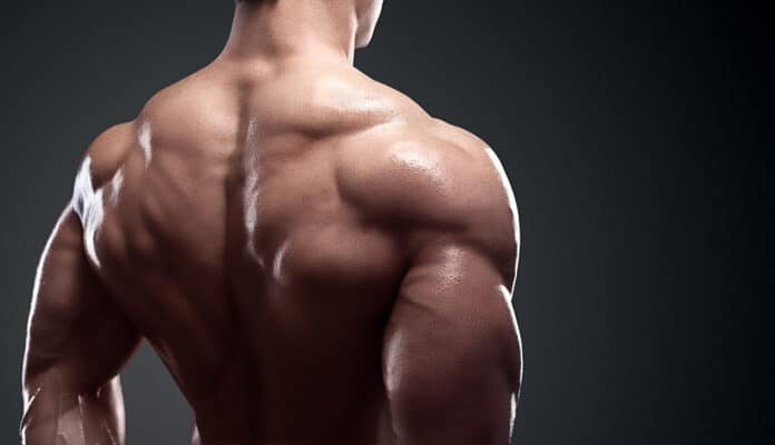 Muscles des épaules anatomie et exercices pour chaque muscle